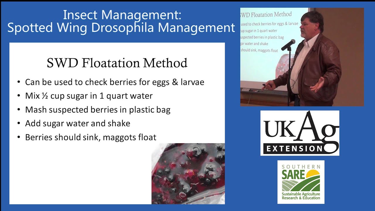 Blueberry Production in Kentucky Part 4-3: Spotted Wing Drosophila, Management
