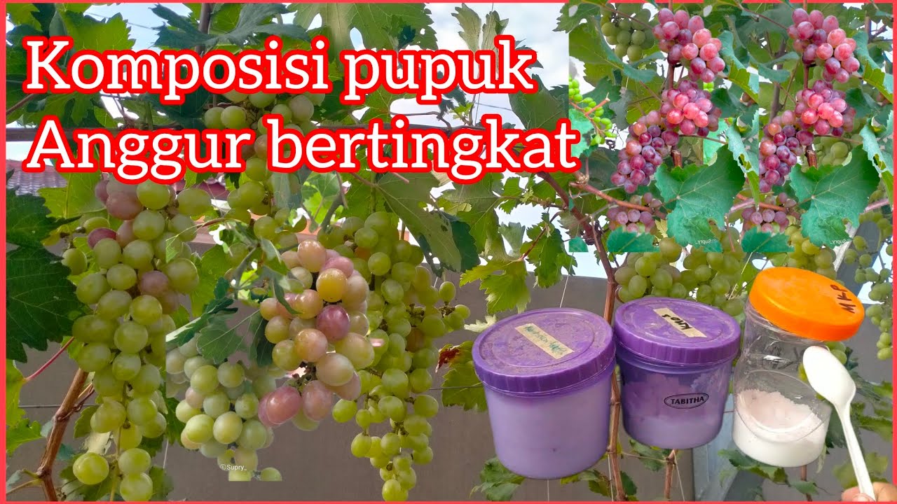 pupuk pembuahan anggur bertingkat update ke 3 ada tambahan pupuk ini...