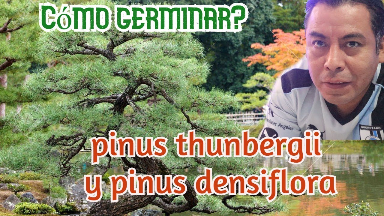 Germinando Pino Negro y Pino Rojo japonés.