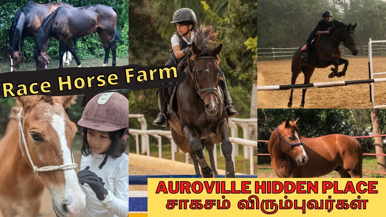 Race horse farm and training school Pondicherry | adventurous lovers  | Unexplored place