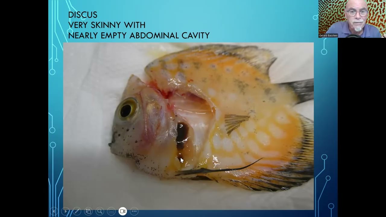 Fish disease case nr. 348 Discus is very skinny, has bacterial infection and bad kidneys