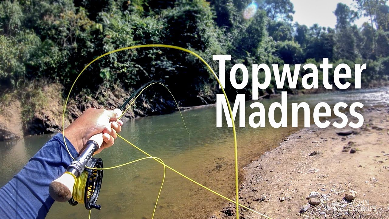 Best Ever Dry Fly Fishing - Countless TOPWATER Blowups! (Mahseer Fishing using Sage Click reel)