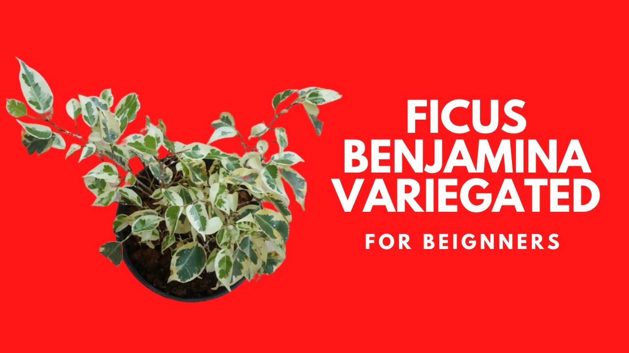 FICUS BENJAMINA VARIEGATED || CARE TIPS