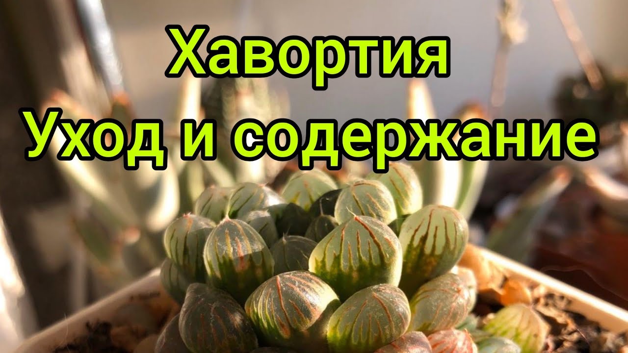 Хавортия.Уход и содержание.