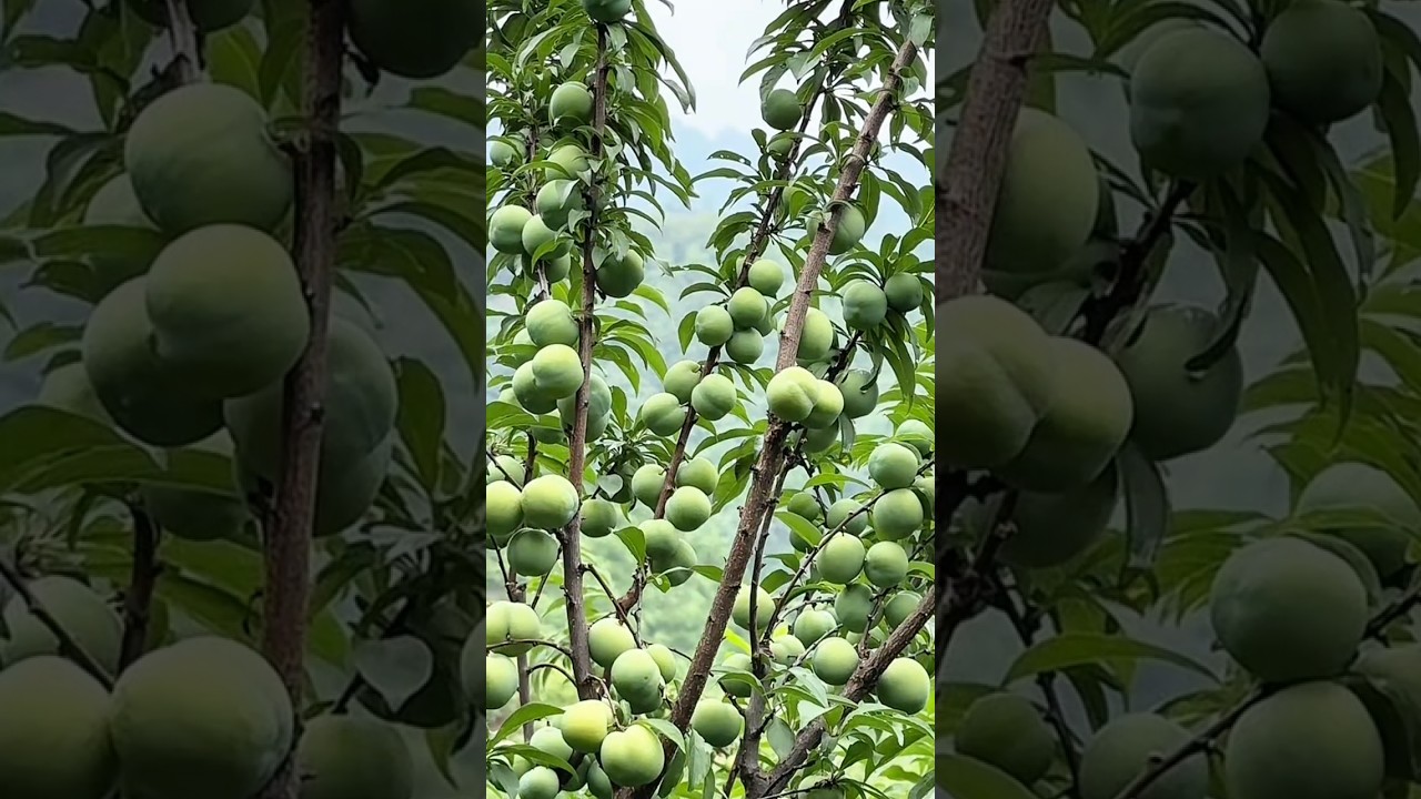The wind in March, the rain in April, the plums in May, the crispy plums, are crispy 