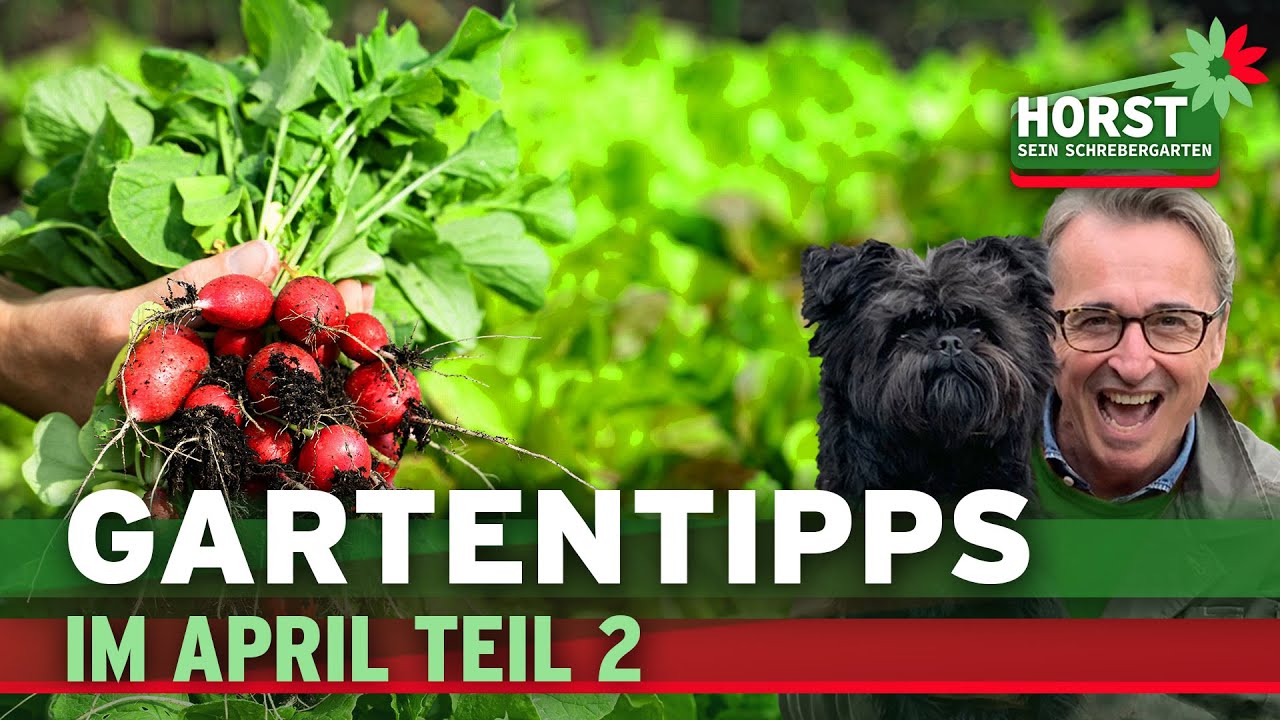 Gartentipps im April (Teil 2) | Bohnengerüst, Amaryllis, Radieschen | Horst sein Schrebergarten