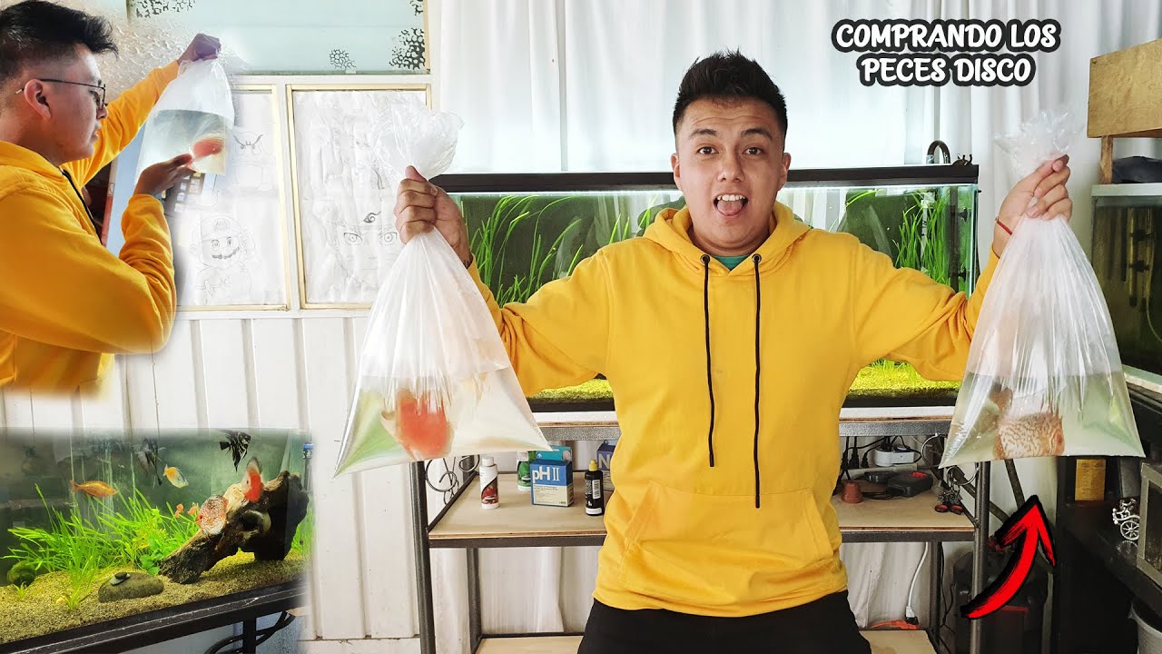 VAMOS a COMPRAR los PECES DISCO para el ACUARIO | ¡Por fin! | AcuariosLP