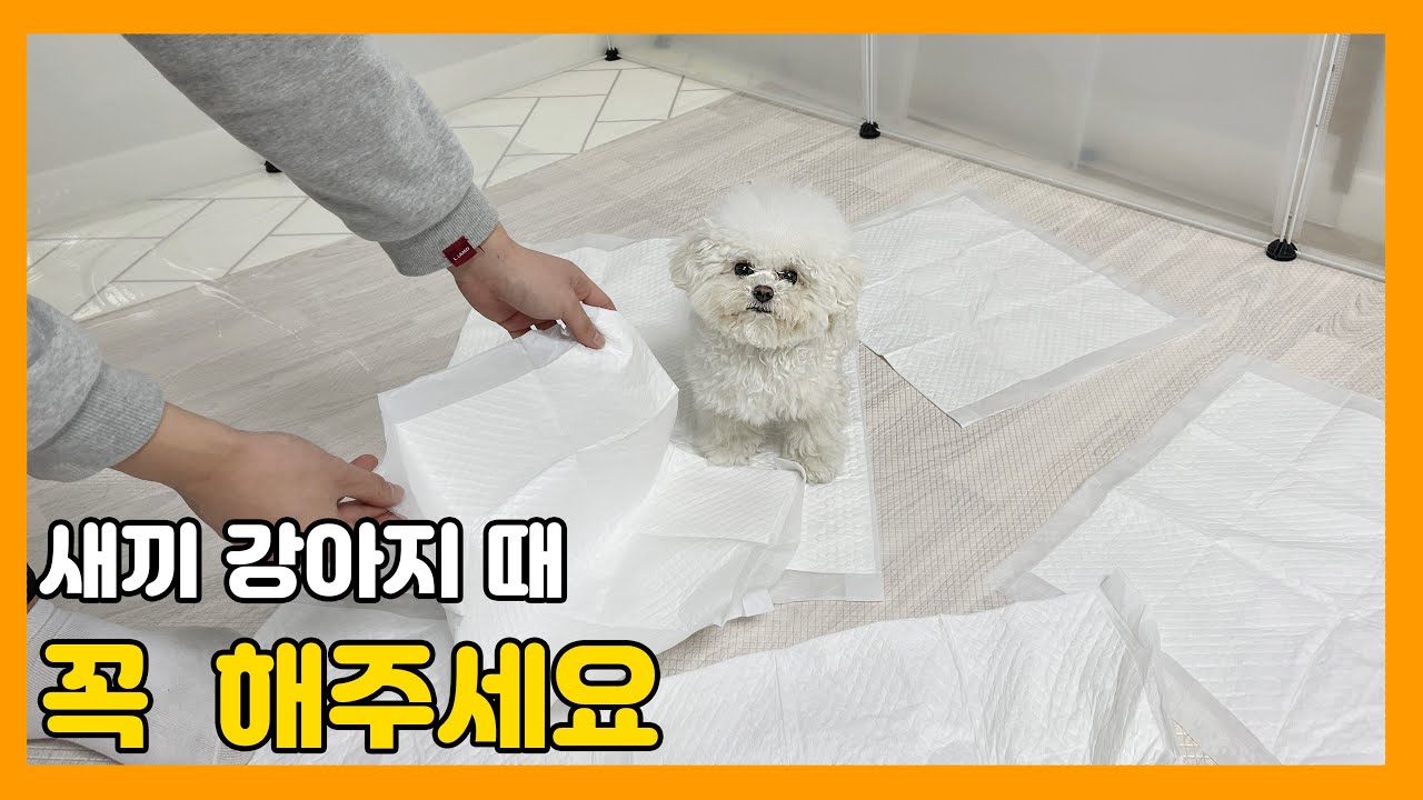 새끼강아지 데려왔을 때 좋은 행동 4가지
