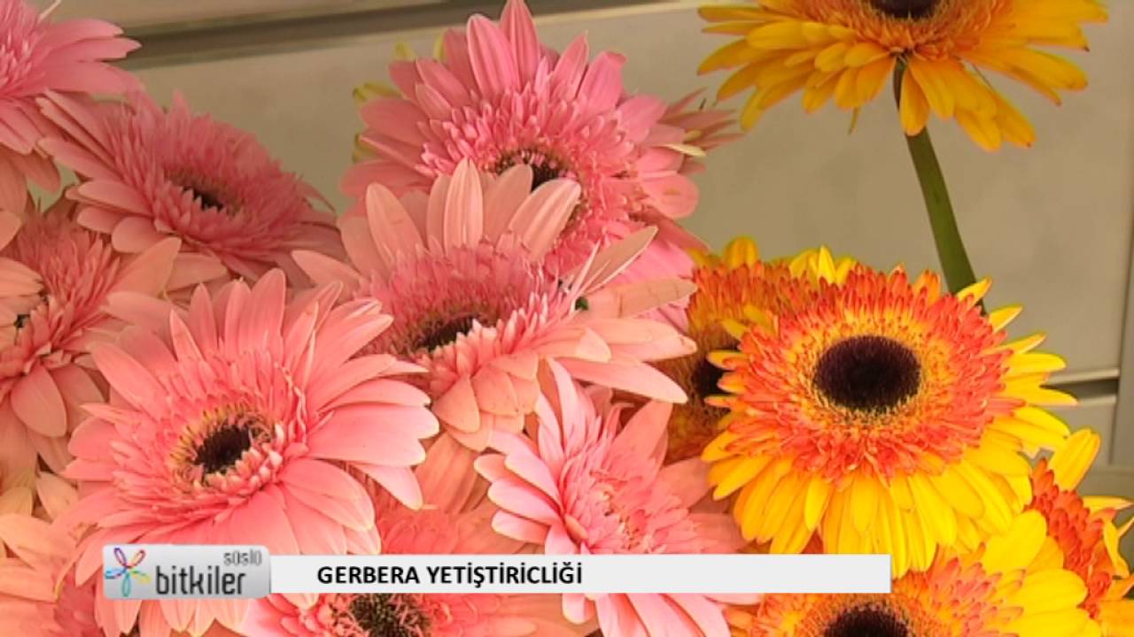 GERBERA ÇİÇEĞİ NASIL YETİŞTİRİLİR?