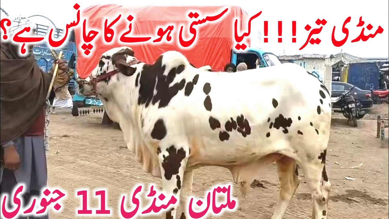 Today Multan Cow Mandi 2026 | Cholistani Sahiwal & Brahman Cows | Global Village Farming