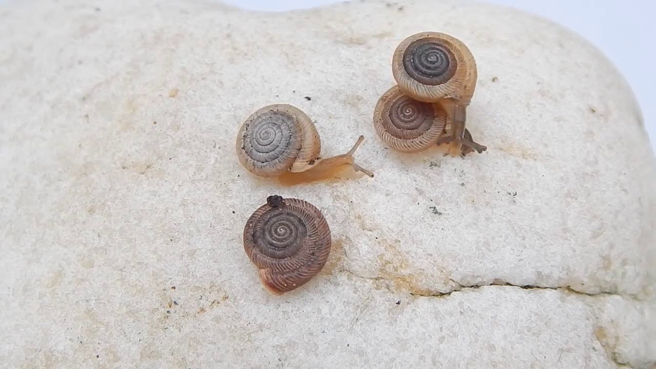 Polygyra cereolus (M&uuml;hlfeld, 1816) Southern Flatcoil