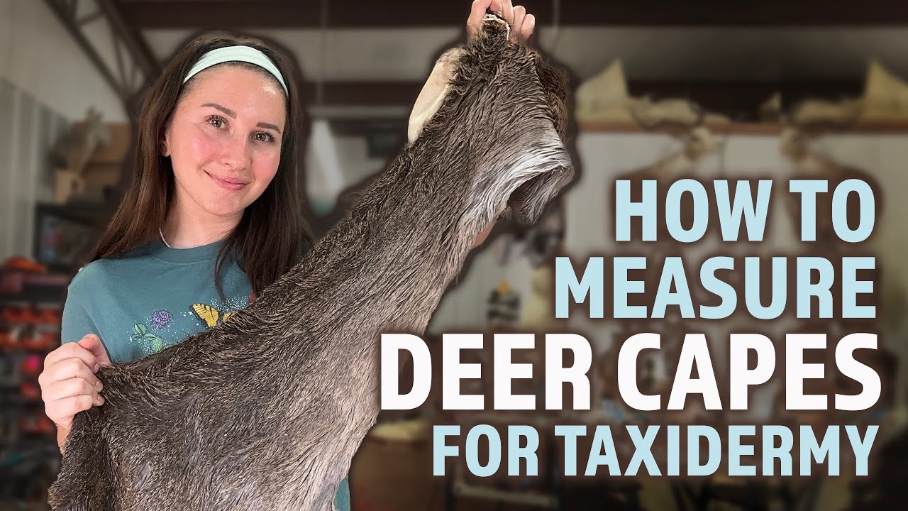 How to Measure Deer Capes for Taxidermy