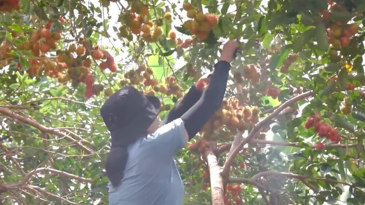 Harvesting rambutan and taking them to market |Day in my life| @greenfruitchannel