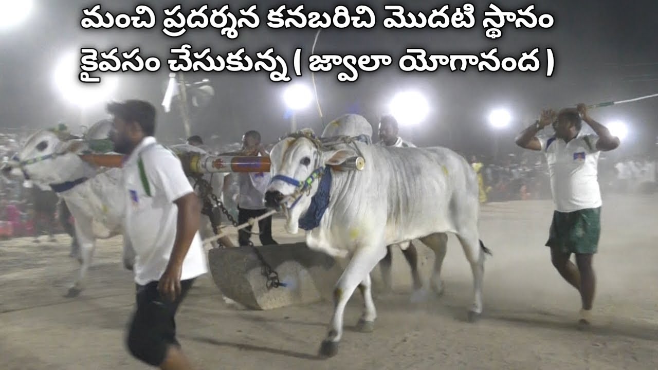 2023 Madamanchipadu seniors||1🏆 vijetha( Jwala _ yogananda ) PR memorial Bulls covering 3500