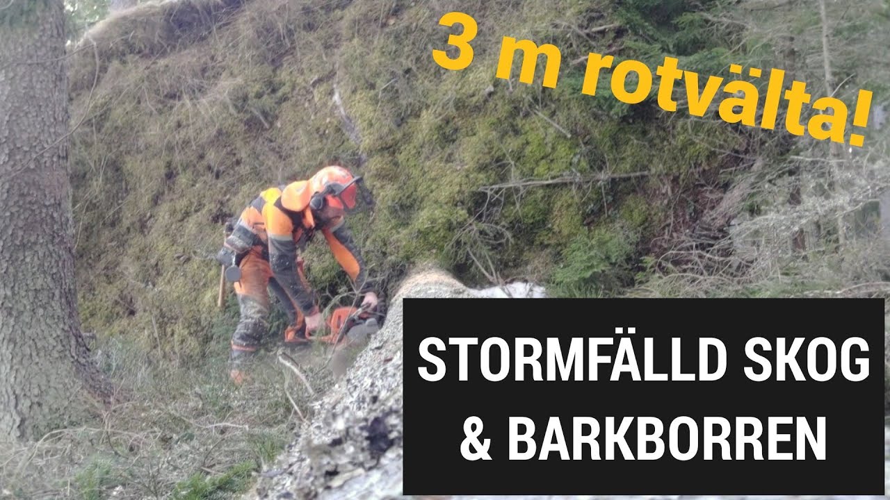 Gigantisk rotvälta! Stormfälld skog efter stormen Johannes