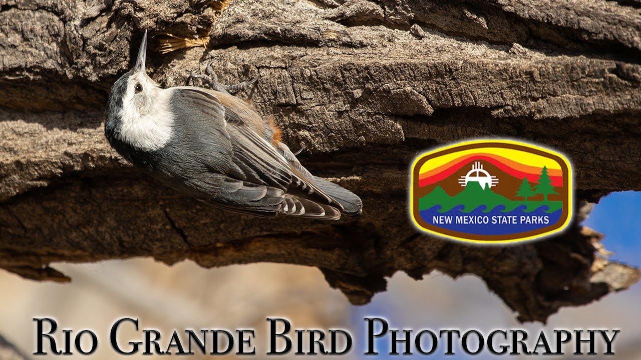 Bird photography along the Rio Grande river