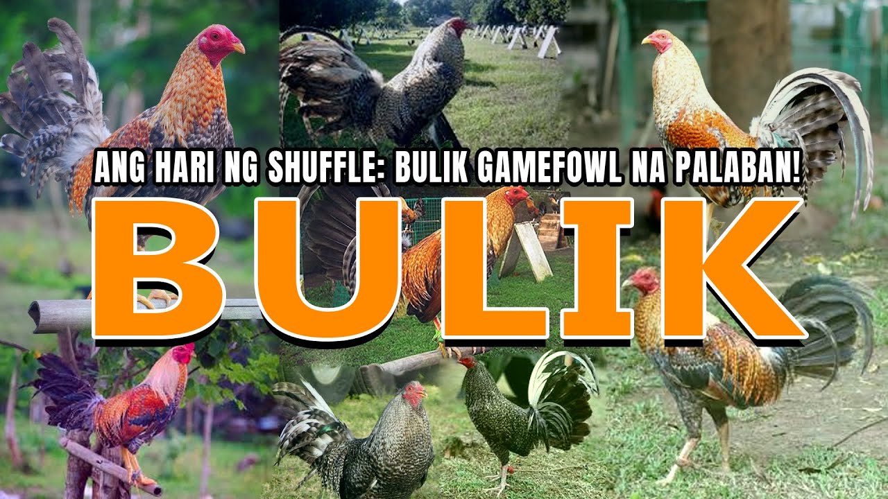 Ang Hari ng Shuffle: Bulik Gamefowl Na Palaban!