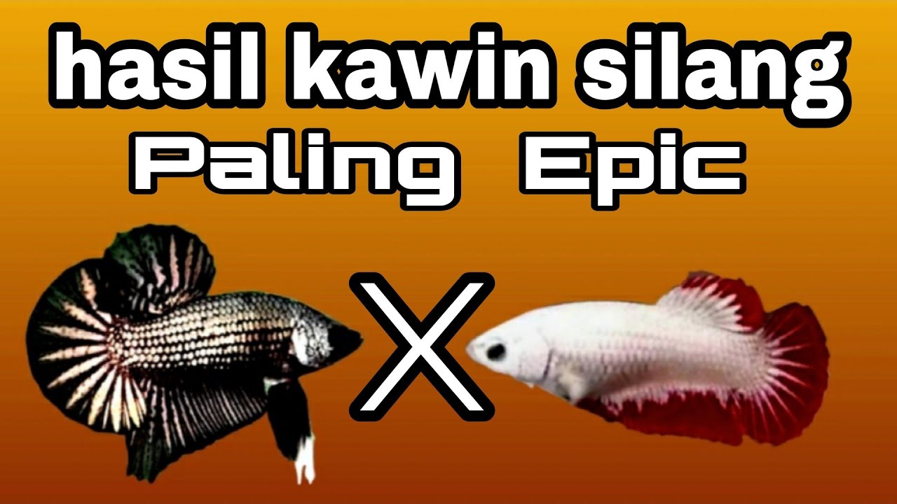 Hasil kawin silang paling epic || cupang black dragon dan red dragon