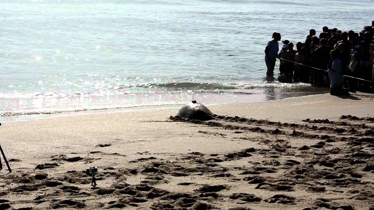 Tour de Turtles at Melboune Beach