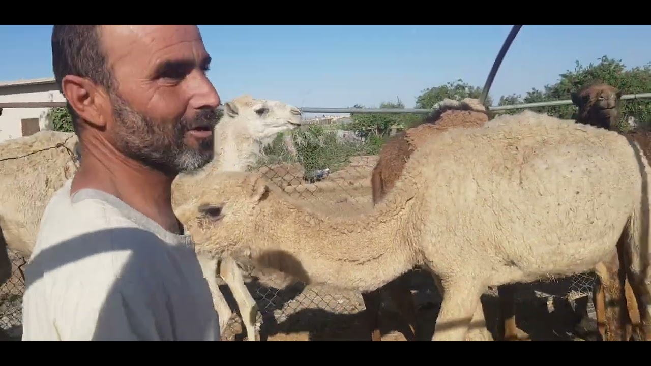 قمنا بضيافة الاخ عمر الهنداوي في بيته اشكره على حسن الضيافة وتم تسليم الأمانة لله الحمد