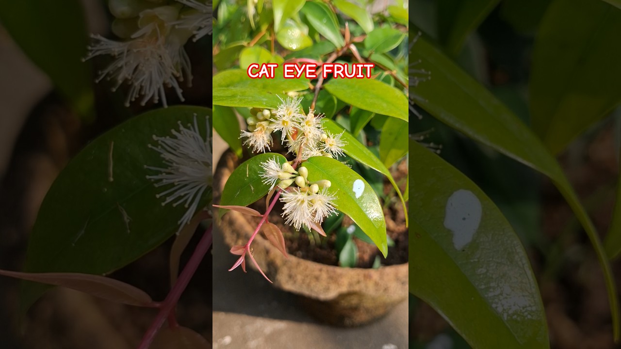 Cat eye fruit😺👁 exotic variety fruit #cateyefruit #terracegarderning #fruitfarming
