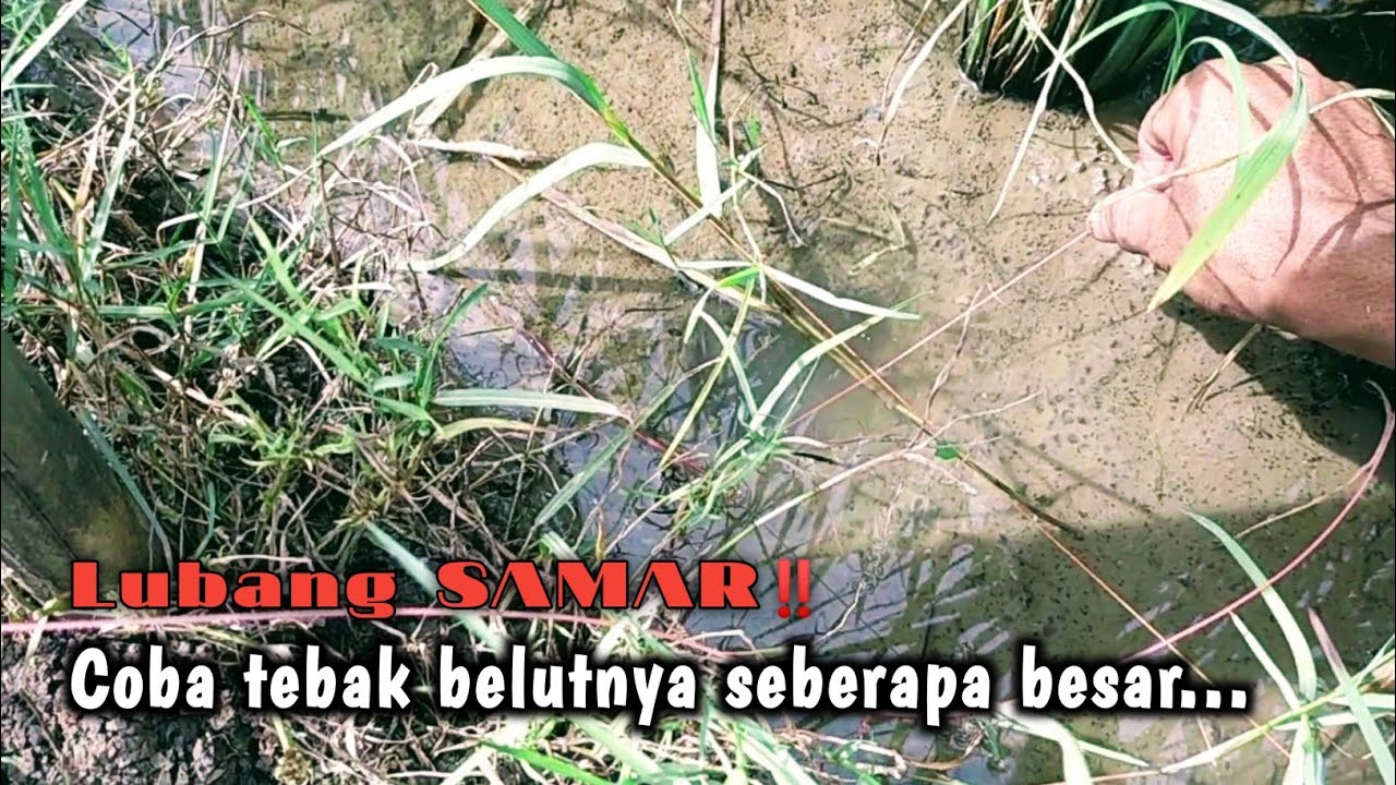 PALING MUDAH‼️YA MANCING BELUT DI SAWAH