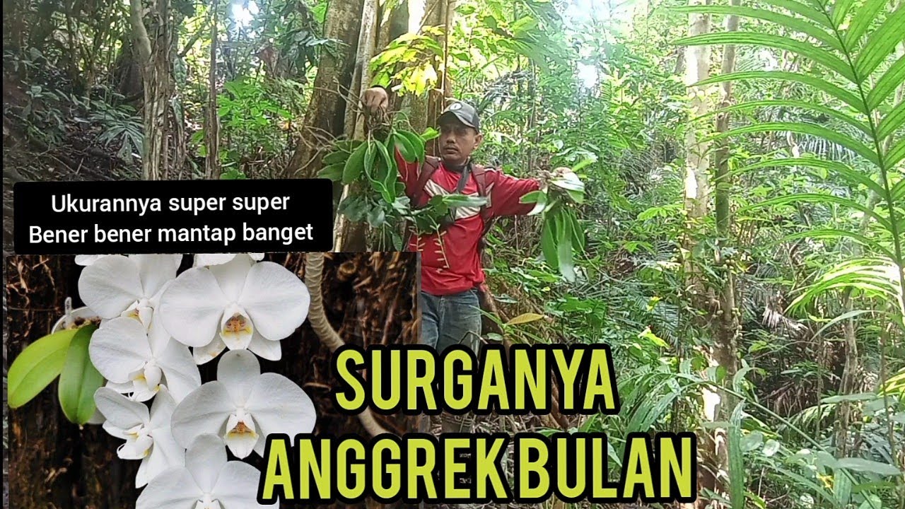Petualangan alam desaku ‼️ masuk hutan mencari anggrek bulan.