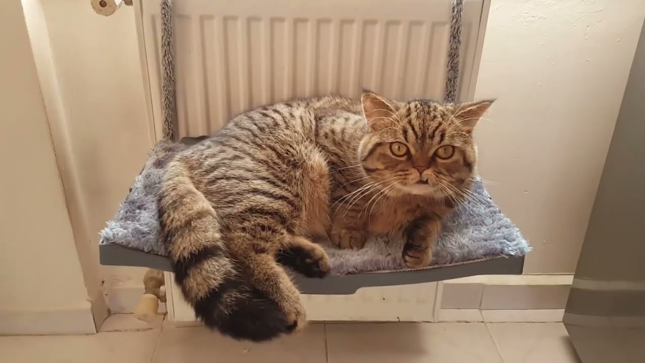 Kalorifer İçin Kedi Yatağı Kutu Açılışı ve Kurulumu