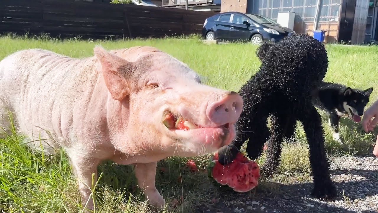 世界一スイカを幸せそうに食べるミニブタ