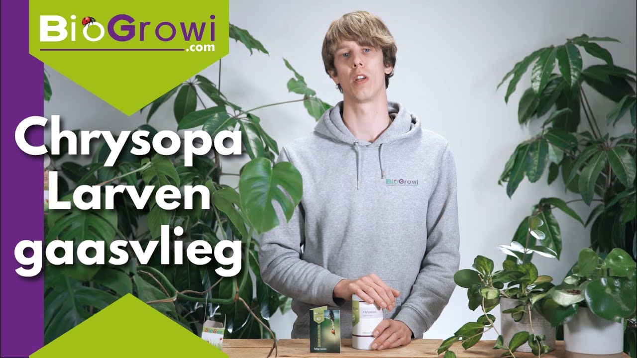 Chrysopa │ Wolluis en bladluis bestrijden op kamerplanten!