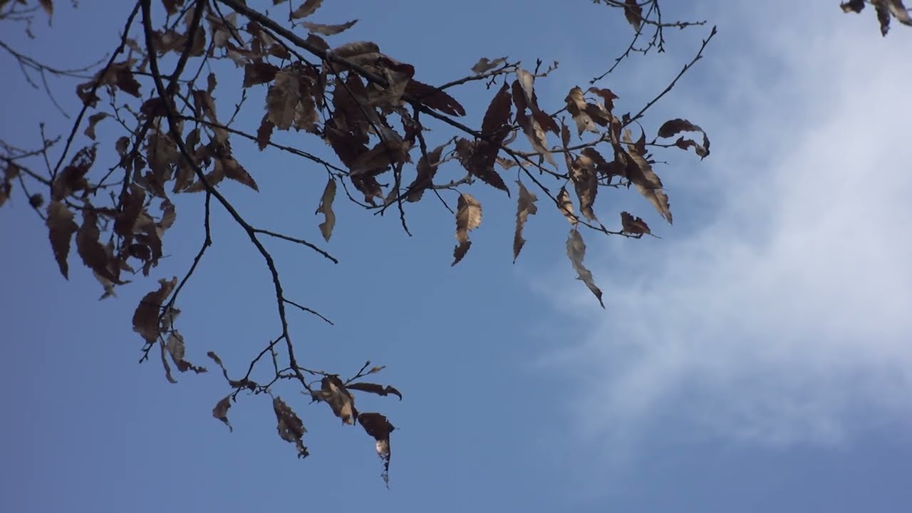 Canon EOS M - Magic Lantern | RISESPRAY 35mm f1.6 | 4.2k 1x3 | RAW | 12bit | 4K Video (Ansan Korea)