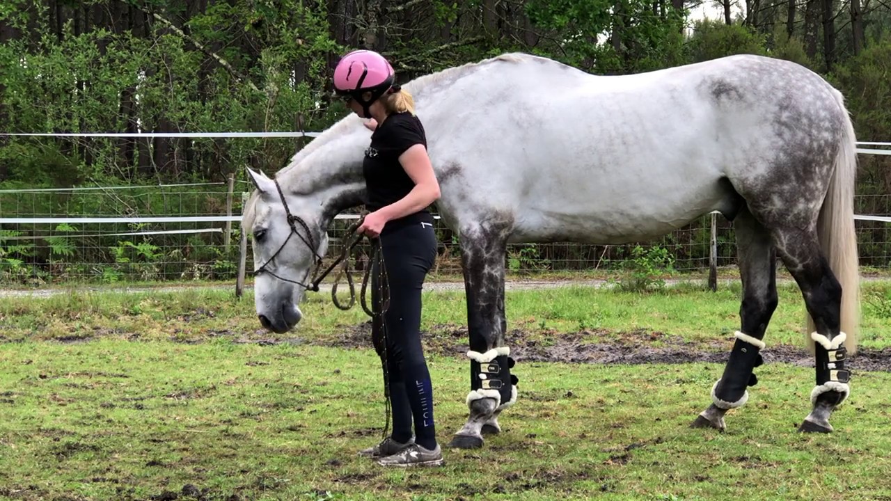 Equi'thologique séance 1 (avec vent d'ouest) : respect et contrôle de son cheval au sol