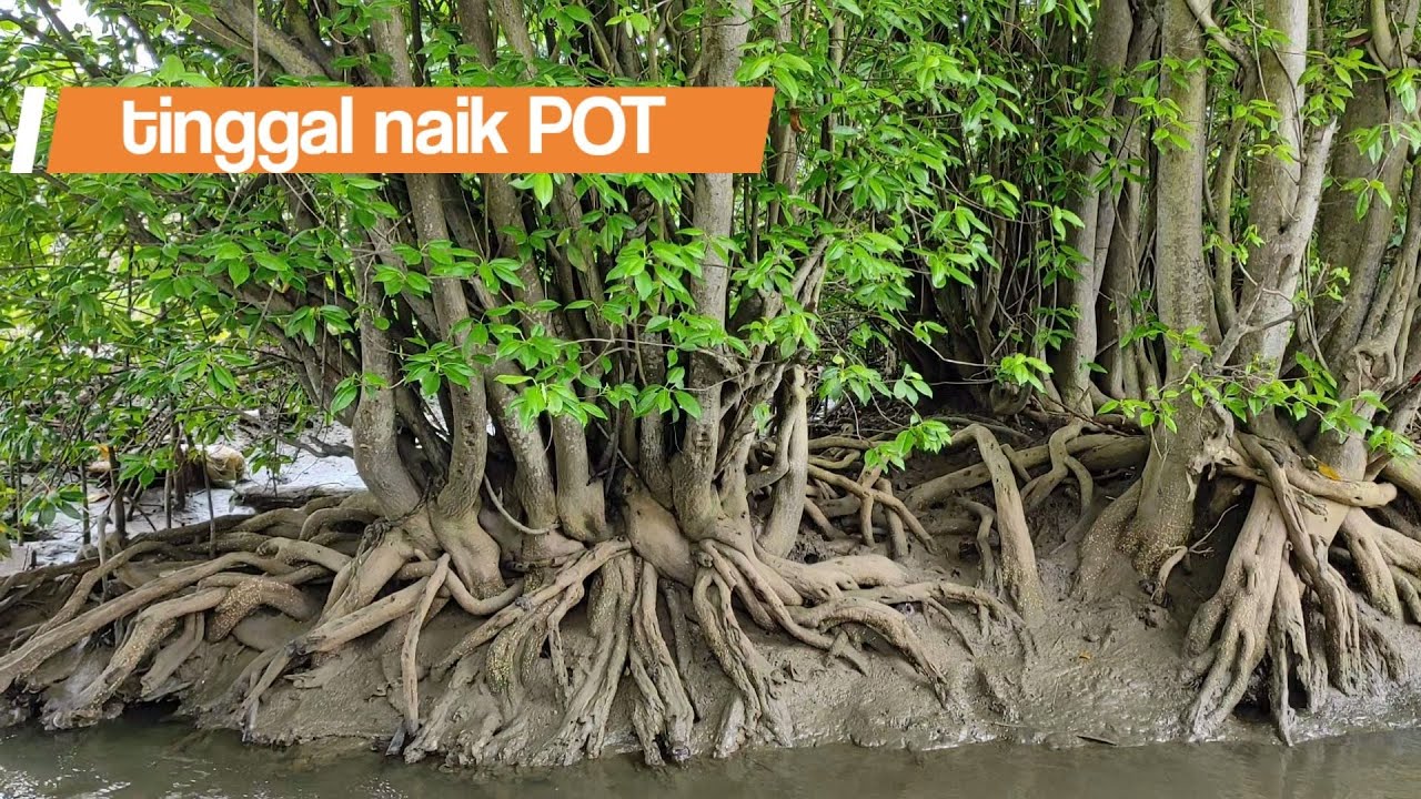 Melihat langsung bahan bonsai di alam