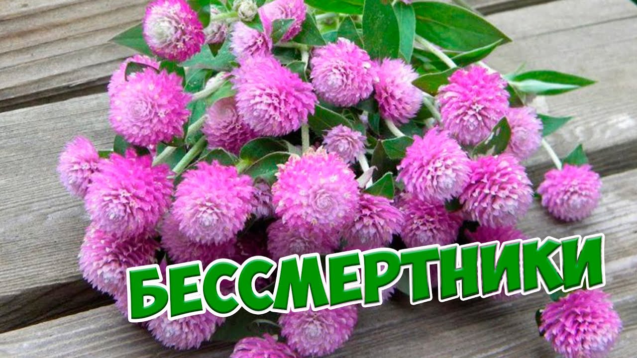 Из чего сделать букет зимой? 🌺 Бессмертники и сухоцветы флористика сад огород