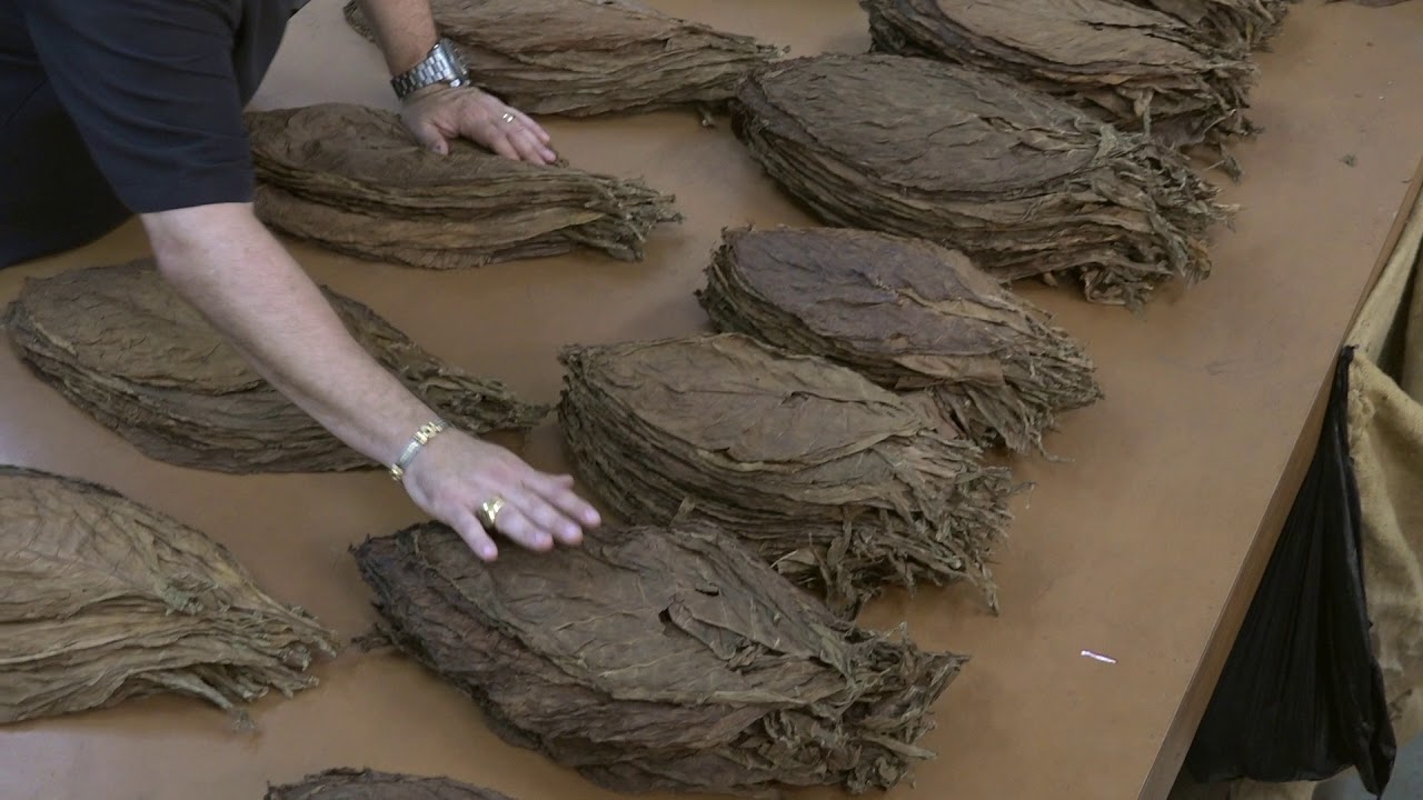 Nick Perdomo Explains the Different Classifications of Tobacco Used to Make a Perdomo Cigar