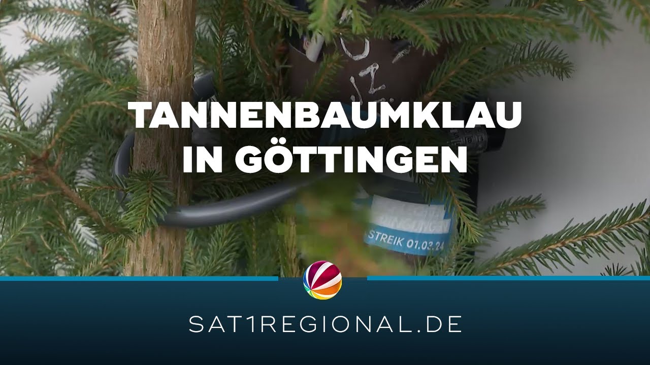 Tannenbaumklau in Göttingen: Diebe schlagen wieder zu
