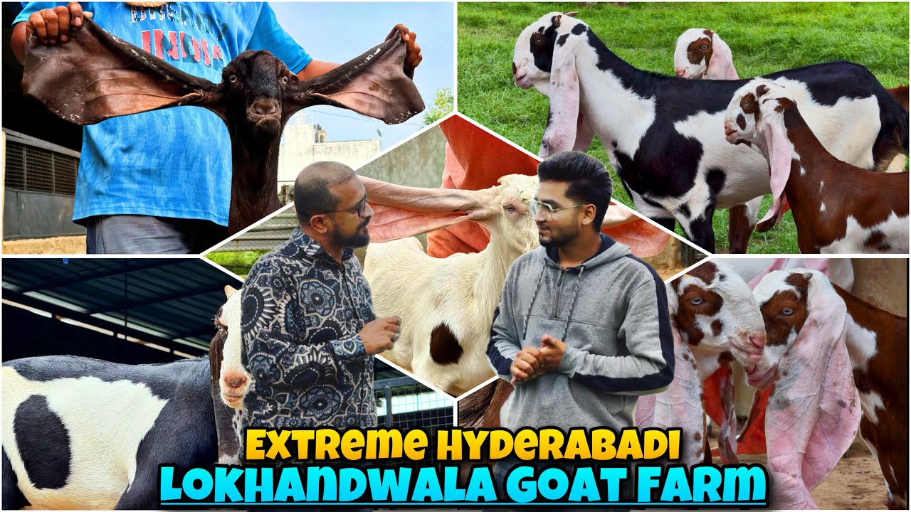 EXTREME Hyderabadi Breeding Setup of Mashallah LOKHANDWALA Goat Farm Ahmedabad Gujarat