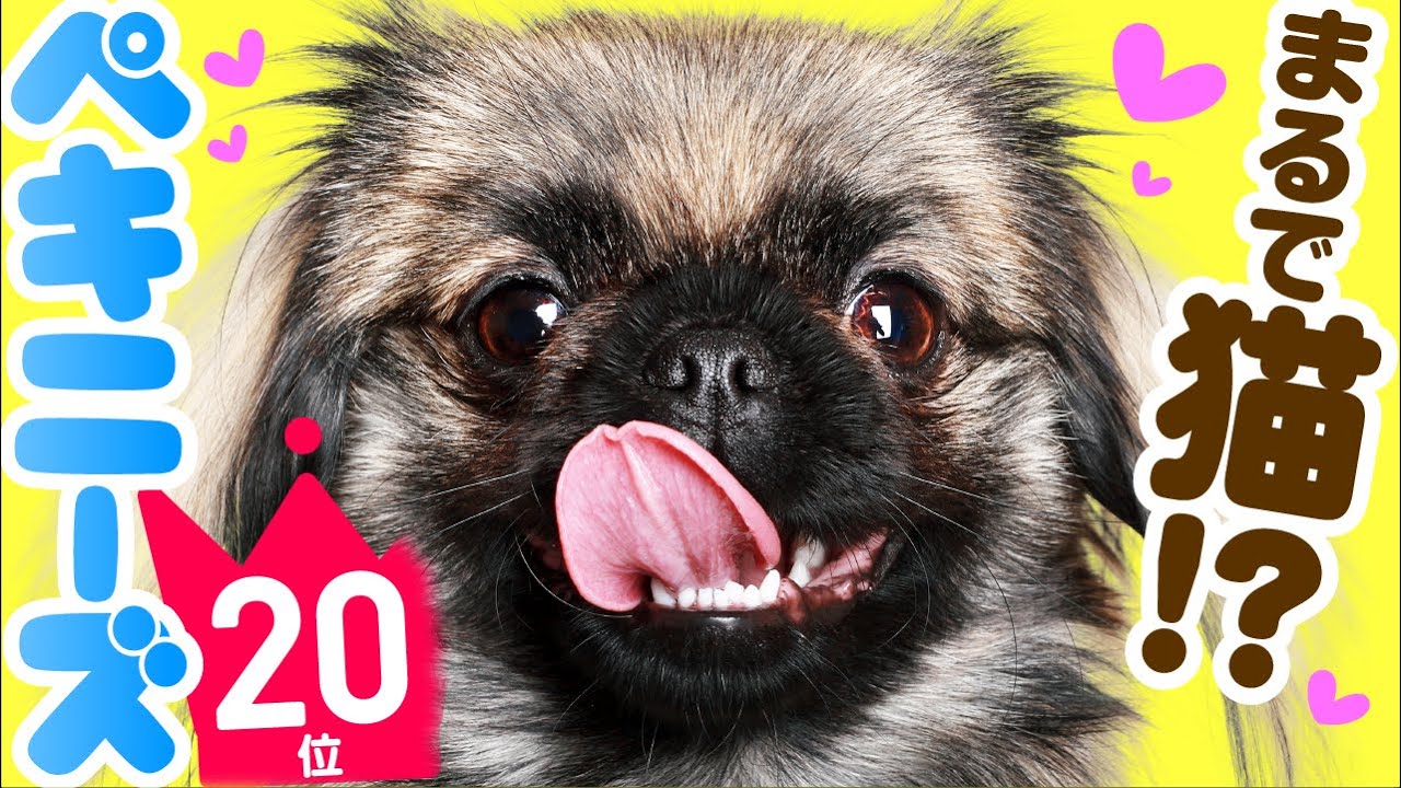 20 место Pekingese ｜ TOP100 Видео породы милых собак
