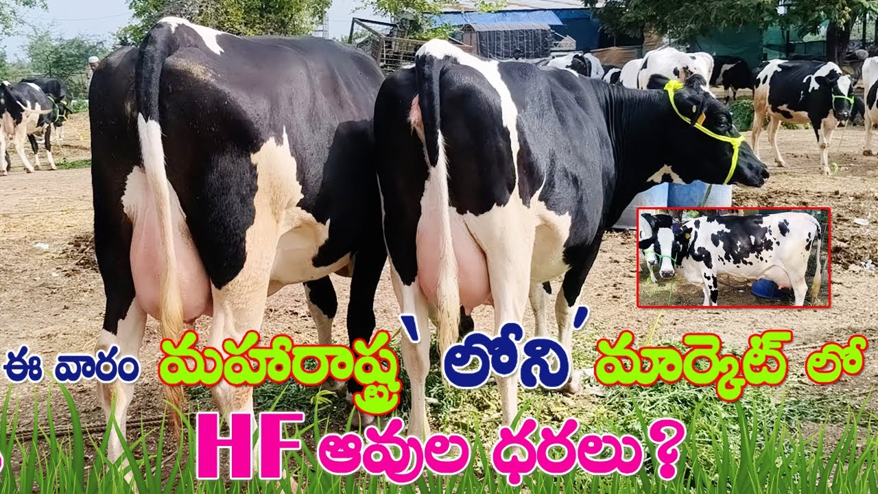 Loni Cow Market Shirdi | HF Cows for Low Price | 30 Lit Milk Capacity Cows sale| Cow Market | CBNews