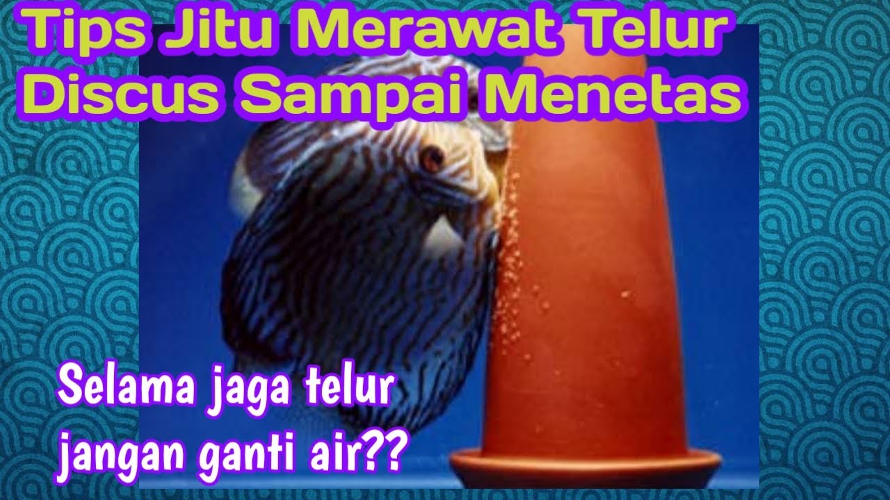 Cara Jitu Merawat Telur Discus Sampai Menetas