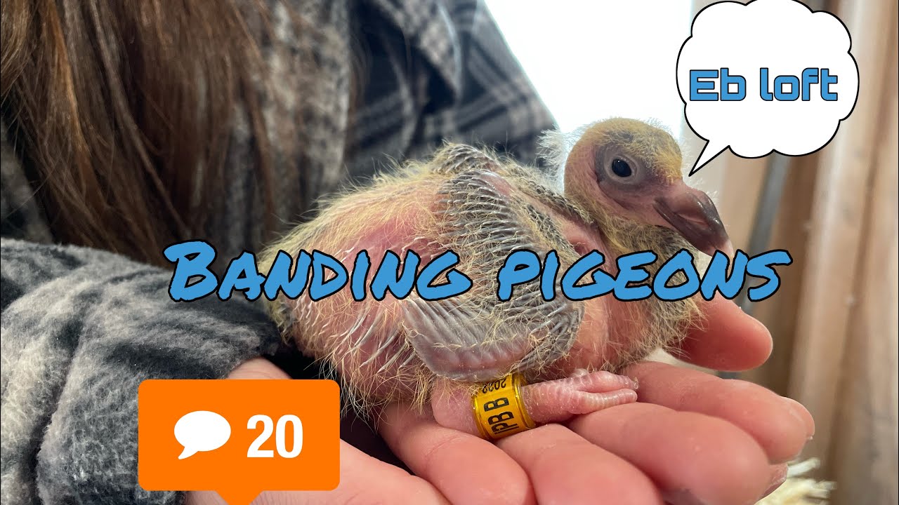 Banding pigeons 2022 update