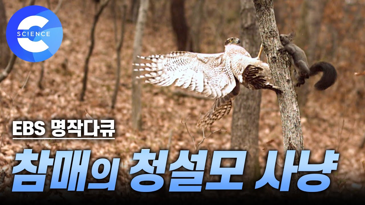 청설모를 사냥하는 참매 (A hawk hunts down squirrel!)