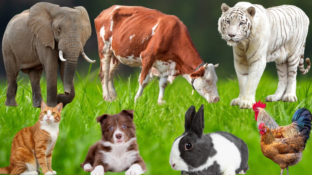 Cute Farm Animals: Dog, Piglet, Cow, Rabbit, Cat, Horse, Chicken, Duck, Peacock – Farm Animal Sounds