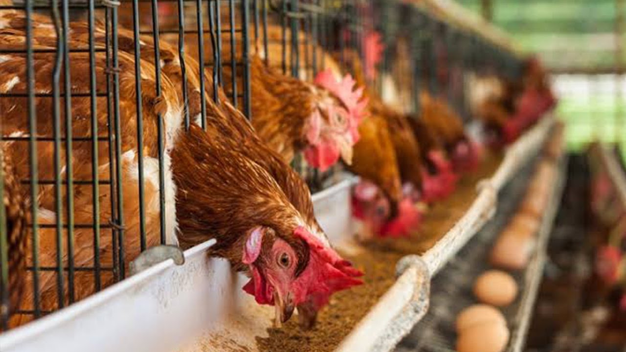 MANA YANG LEBIH MENGUNTUNGKAN? TERNAK AYAM PETELUR ATAU PEDAGING?
