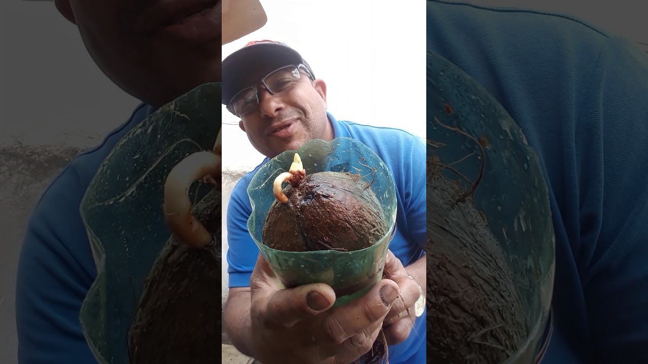 plantar coco sem a casca o melhor método .