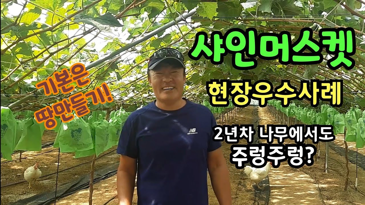 샤인머스켓 2년생 나무에서도 주렁주렁? 현장사례 ㅡ 기본은 땅만들기에서부터!