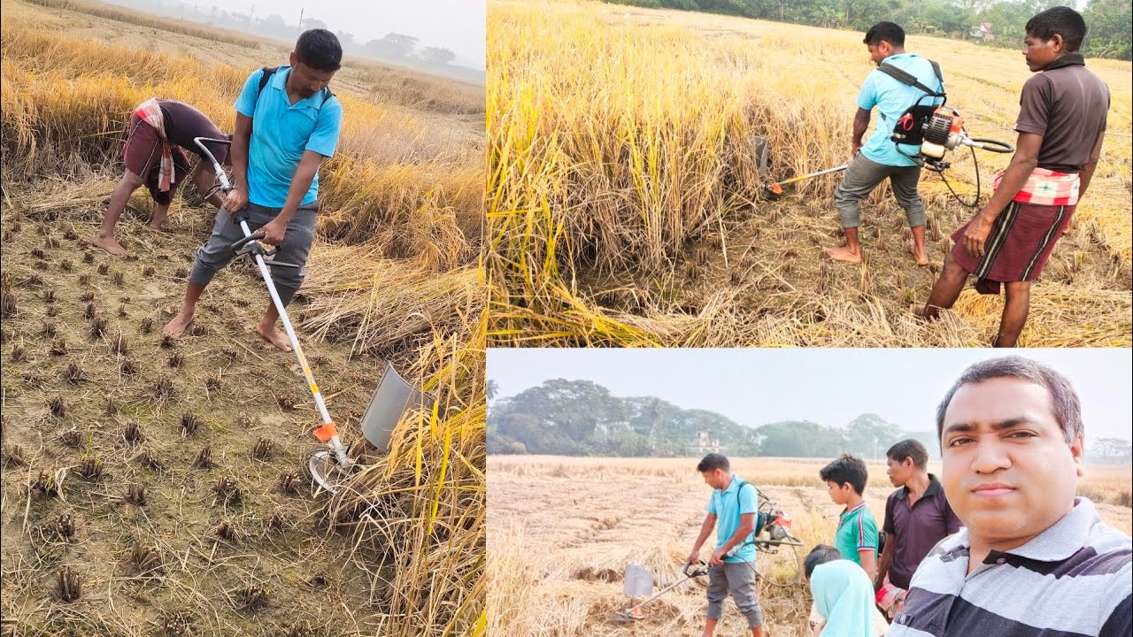 ଛୋଟ ଧାନ କଟା ମେସିନ ବାହାରିଲା l Rice Harvesting Brush cutter Machine l Gouranga nayak Odia Vlogs