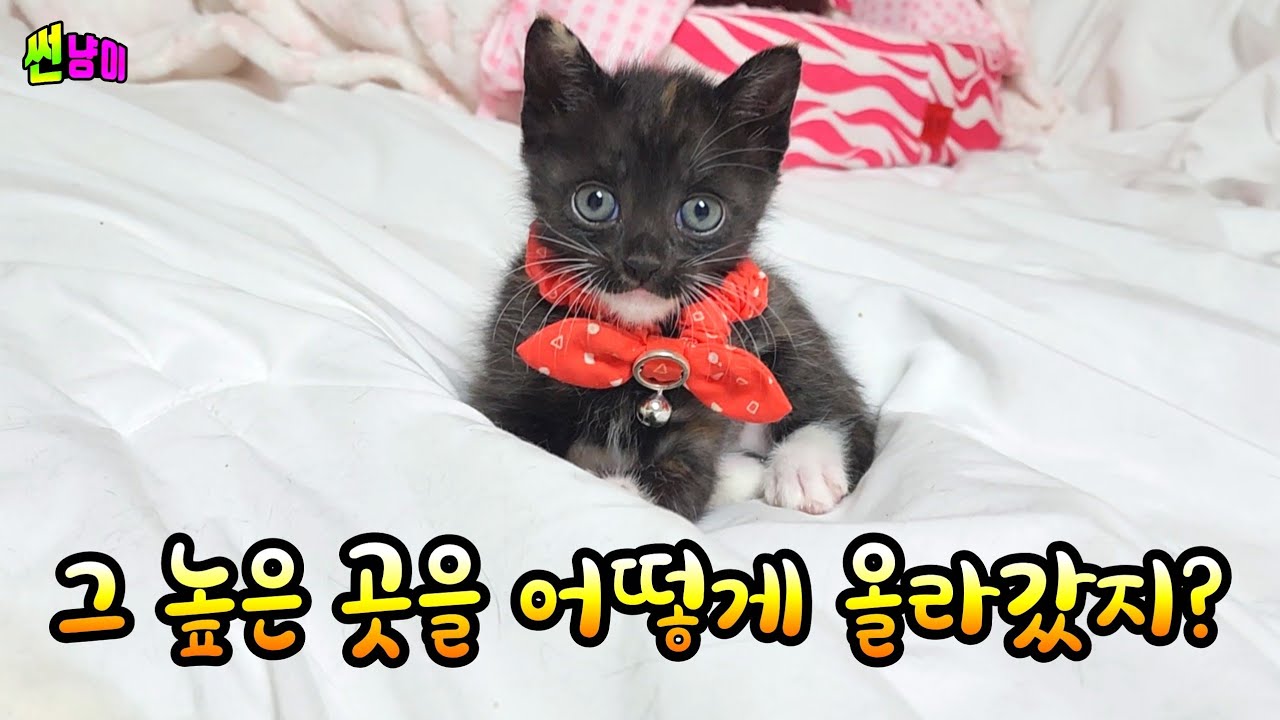아기고양이가 높은 침대 위에 있는 자기 집 찾아가는 방법