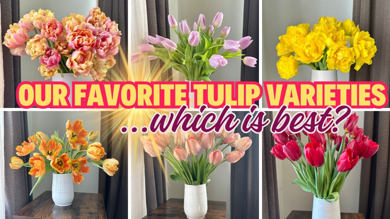 The Tulip Varieties You Should Plant for a Beautiful Spring Garden! (Sharing Our TOP Favorites)