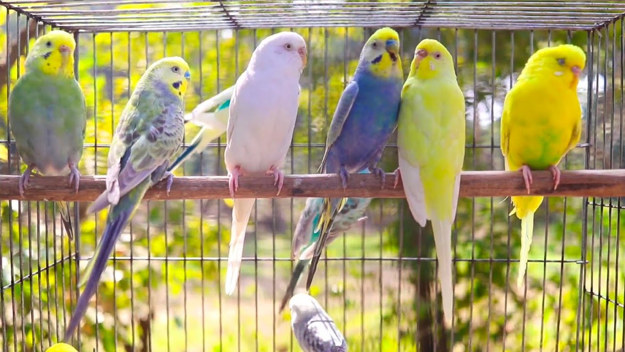 6 Hr Help Quiet Parakeets Sing by Playing This, Budgies Chirping. Help Depressed lonely sad Birds